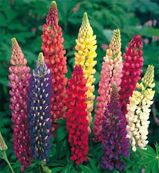 Lupinus polyphyllus Russell Hybrids