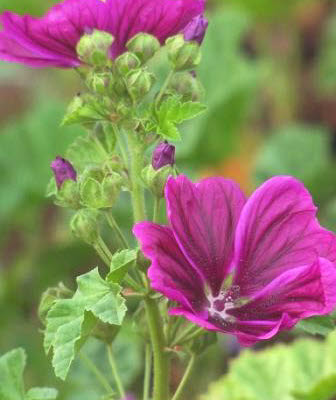 Malva Sylvestris