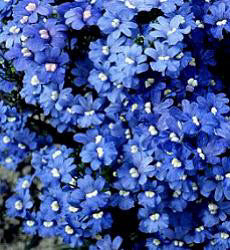 Nemesia strumosa Blue Gem