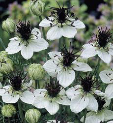 nigella_African_Bride