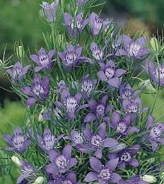 Nigella garidella Blue Stars