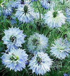 Nigella_Miss_Jekyll_juffertjeinhetgroen