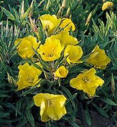 Oenothera missouriensis