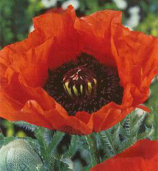 Papaver orientale Brilliant