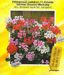Pelargonium peltatum Summertime F1