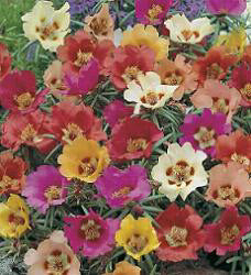 Portulaca grandiflora Bella Vista