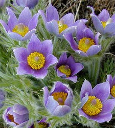 Pulsatilla vulgaris
