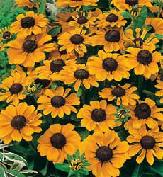 Rudbeckia hirta Toto Gold