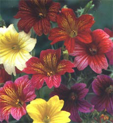 Salpiglossis sinuata Bolero mix