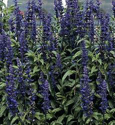 Salvia farinacea Victoria