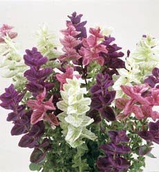 Salvia hormonium - viridis Bouquet gemengd