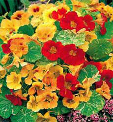 Tropaeolum majus African Queen mix