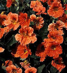 Tropaeolum minus Salmon Baby