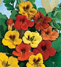 Tropaeolum majus Trailing Single mix