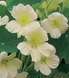 Tropaeolum majus Milkmaid