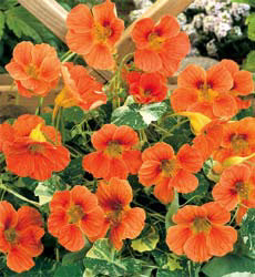 Tropaeolum minus Alaska Salmon Orange