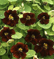 Tropaeolum majus Black Velvet