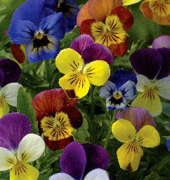 Viola cornuta type Chicky Chicks