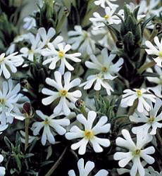 Zaluzianskya capensis Midnight Candy