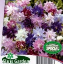 Aquilegia vulgaris Granny’s Bonnets