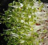 Product showcase image from staged upload