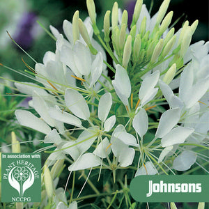 KLattesnor_wit_cleome