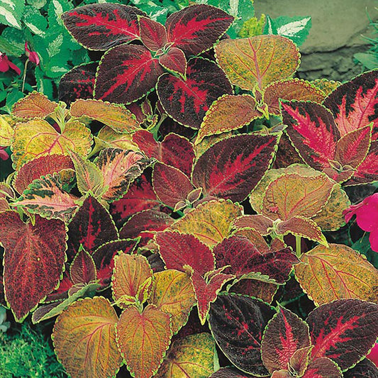 Coleus Flame Dancers mix