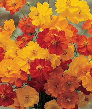 Cosmos sulphureus Bright Lights BIO