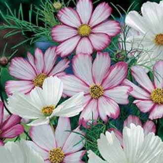 Product showcase image from staged upload