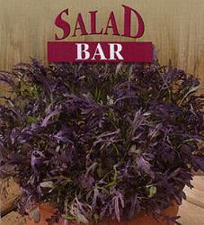 Salade SPEEDY Musterd Oriental Ruby Streaks