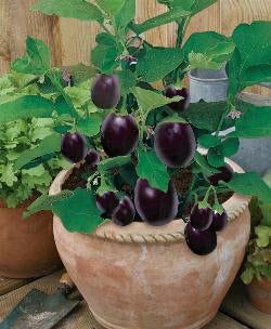 Aubergine Patio Baby F1