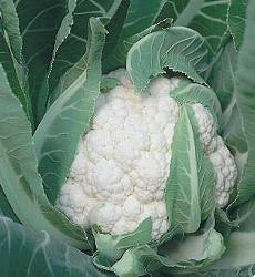 Bloemkool Winter Corella F1