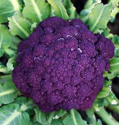 Bloemkool Winter Purple Cape