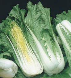 Chinese kool Yuki F1