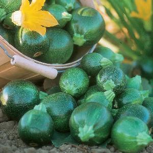 Courgette Tondo di Piacenza