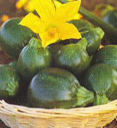 Courgette Eight Ball F1