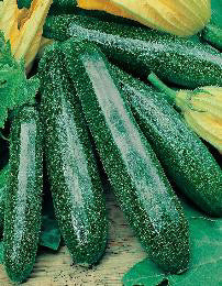 Courgette gr. Primula F1