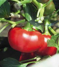 Paprika u Topepo Rosso