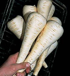 Pastinaken Gladiator F1