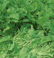 Raapstelen Gele Malse