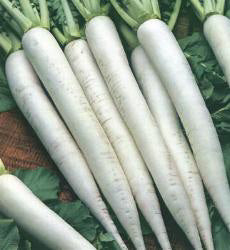 Rammenas rettich Daikon Minowase Summer Cross F1