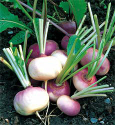 Rapen of Knollen Purple Top Milan