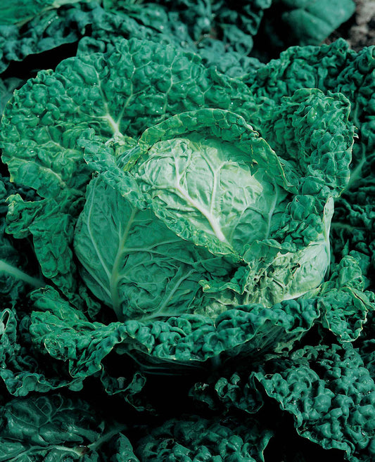 Groentezaden_savooiekool_Savoye_king