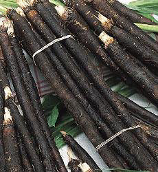 Schorseneren VRN-Enorma