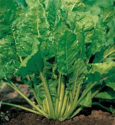 Snijbiet Gewone Groene