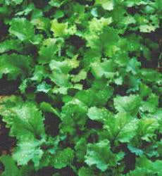 Snijmoes Blauwe Groninger