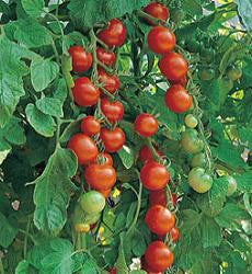 Tomaten T Gardener's Delight