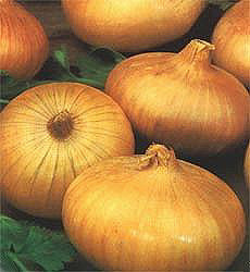 Ui Japanse Senshyu Yellow