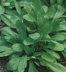 Sla Veldsla Noordhollandse