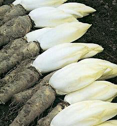 Witlof Hollandse Middelvroeg